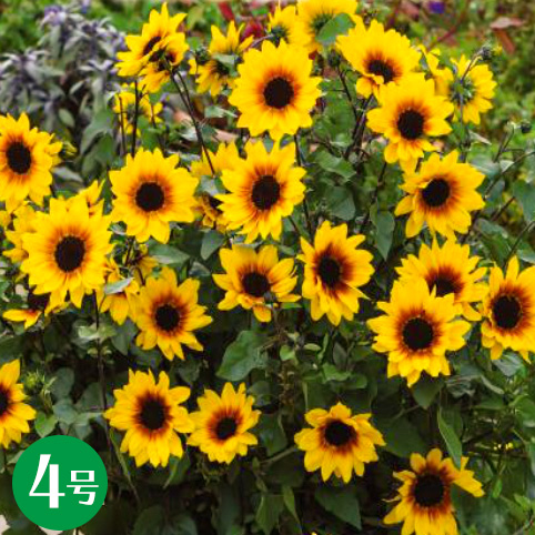 58％以上節約 お手軽価格で贈りやすい ミニヒマワリ 向日葵 ハルディン 花苗 矮性 一年草 夏の花 イベント 栽培 鉢植え 無花粉 テレビで紹介の新品種 ひまわり サンビリーバブル ブラウンアイガール 4号 夏苗予約 integrateja.eu integrateja.eu