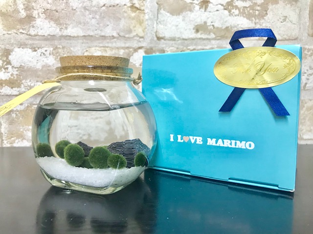 新着 当店限定販売 まりもが手軽に飼育でき お部屋のインテリアにおススメです 水草 まりも瓶太鼓コルク 栄養剤付きセット integrateja.eu integrateja.eu