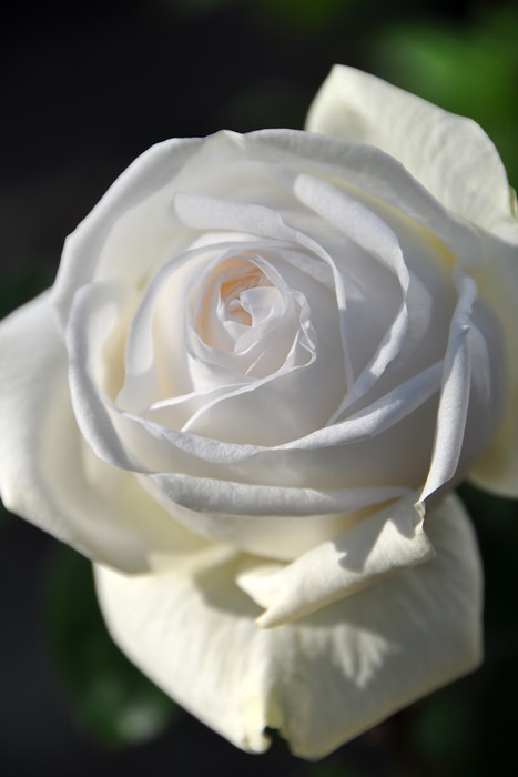 バラ苗 ビブラマリエ!  Ant白  国産苗 6号鉢植え品［農林水産省 登録品種］《J-IR2》