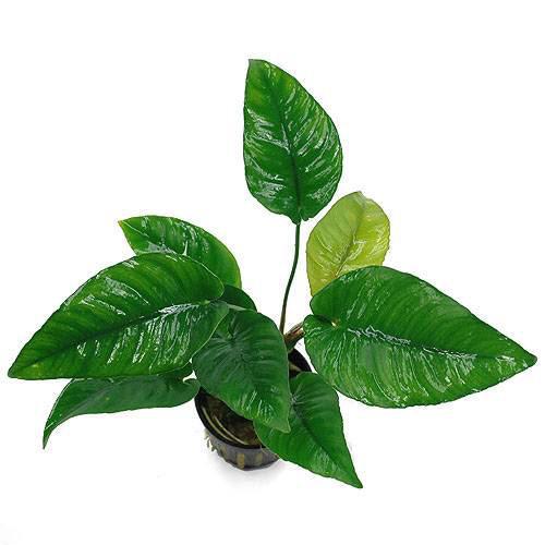 （水草）アヌビアス バルテリー ストライプ（１ポット分）