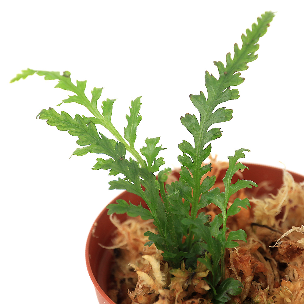 予約販売品 入手困難 テラリウム ボルビティスｓｐ．Ｋｉｄａｐａｎｗａｎ Ｍｉｎｄａｎａｏ １ポット integrateja.eu integrateja.eu