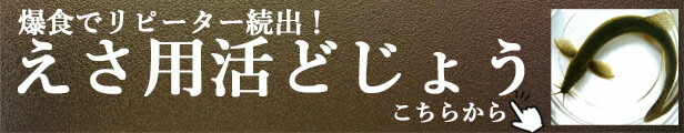 エサどじょう生餌ドジョウえさ活大バナ―