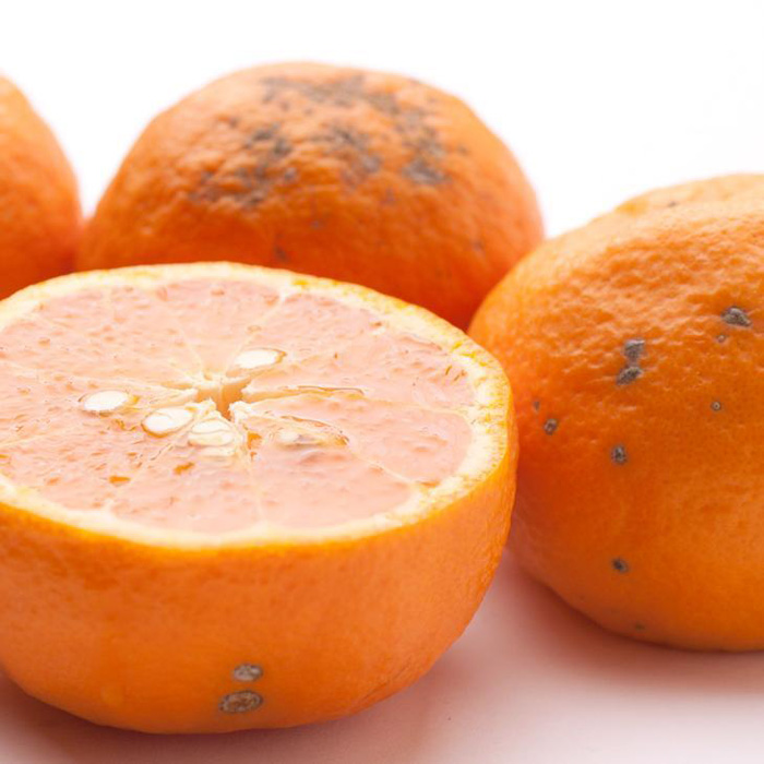 【55%OFF!】 第1位獲得 日高町 ふるさと納税 池田農園株式会社 6月より発送 家庭用カラマンダリン2.2kg+66g 傷み補償分 和歌山県日高町 和歌山県 ふるさと 納税 故郷納税 支援品 返礼品 特産品 名産品 柑橘 柑橘類 柑橘系 integrateja.eu integrateja.eu