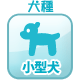 小型犬