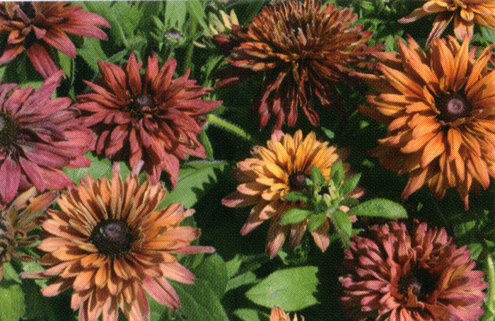 ルドベキア キャラメルミックス（サハラ） 9センチポット苗☆耐寒性宿根草