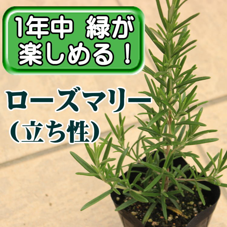 【即発送可能】 返品送料無料 定番ローズマリー 立ち性タイプ ローズマリー オフィシナリス 立ち性 苗 ９センチポット integrateja.eu integrateja.eu