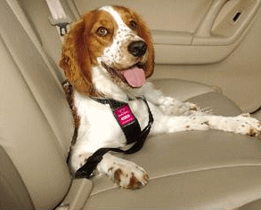 正規品    犬用シートベルト カーハーネス ＸＳ