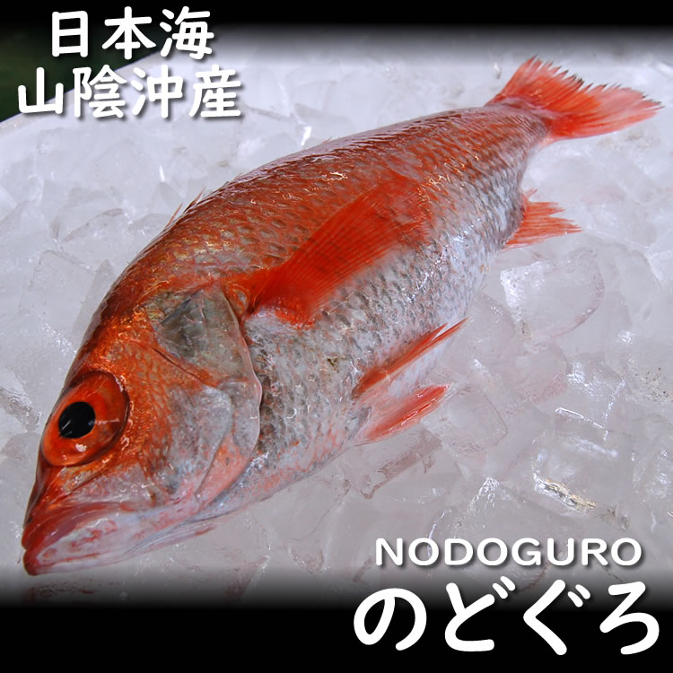 ノドグロ（生） 1尾 130-190ｇ程度   （のどぐろ 赤睦）