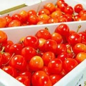 さくらんぼ 佐藤錦 1kg Mサイズ  山形産     ふるさと物産品