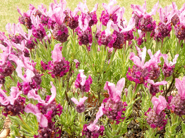 ラベンダー・マドリードピンク ハーブ苗 ストエカス系ラベンダー