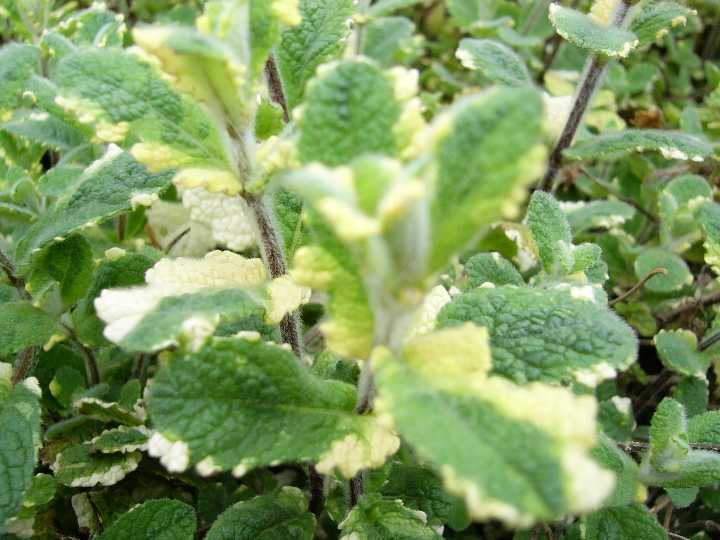 パイナップルミント ハーブ苗