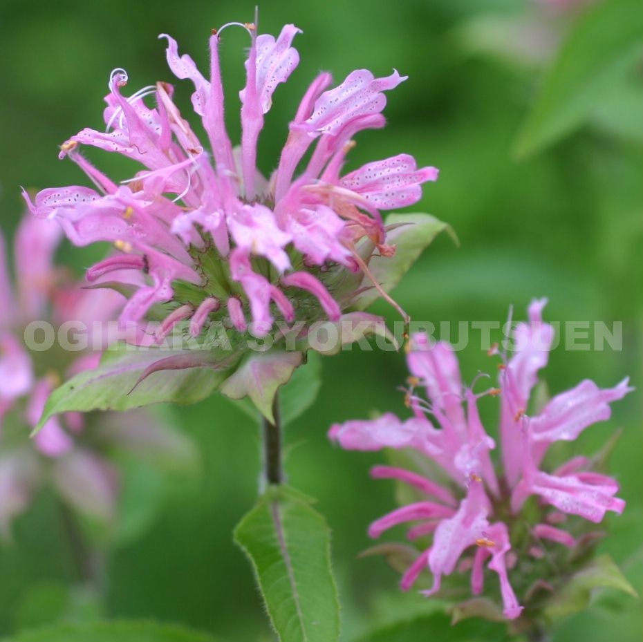 宿根草  モナルダ ピンク