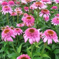 宿根草  エキナセア ‘バタフライ キッス’