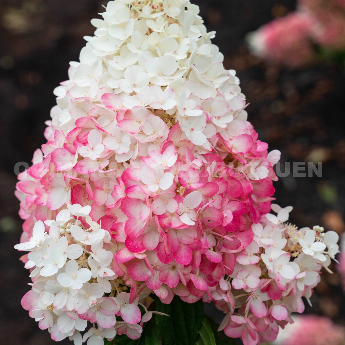 【本物新品保証】 年間ランキング6年連続受賞 ノリウツギ ‘ストロベリー ブロッサム’ integrateja.eu integrateja.eu