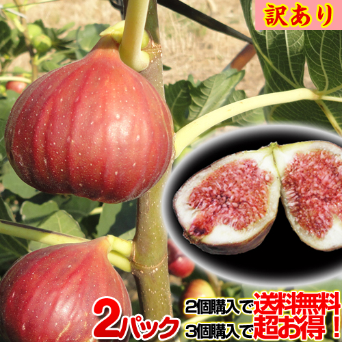 人気ブランドを 激安価格の 無花果名産地全国第2位 和歌山のイチジクもぎたて生のみずみずしさとほどよい甘み 2個以上ご注文で送料無料 無花果 馬場さん家の朝穫りいちじくわけありご家庭用2パック入り 朝収穫した生イチジクをその日のうちに出荷 integrateja.eu integrateja.eu