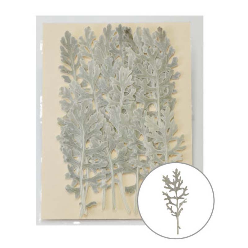 手芸やウェルカムボード、アクセサリー素材にも。 欠品 押し花 ダスティミラー 24枚入 MOO-2010 197-2010-0 押花 おしばな フラワーアレンジメント 花材 手芸 松K 代引不可