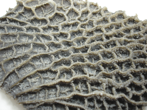 2021年レディースファッション福袋特集 国内発送 イタリアンのトリッパなどに 羽後和牛 ハチノス１頭分 １ｋｇ前後 個体差あり integrateja.eu integrateja.eu